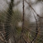 web content spider food